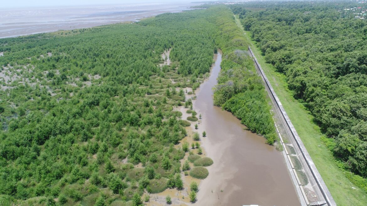 CBU Media Awards Winner-The Climate Test of Guyana’s Mangroves