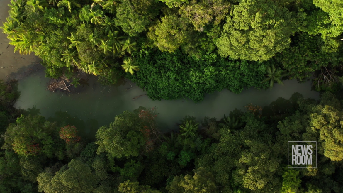 CBU Caribbean Awards Winner-Money from trees: What of Indigenous people and their rights? And do they benefit from the carbon trade?