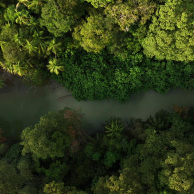 CBU Caribbean Awards Winner-Money from trees: What of Indigenous people and their rights? And do they benefit from the carbon trade?